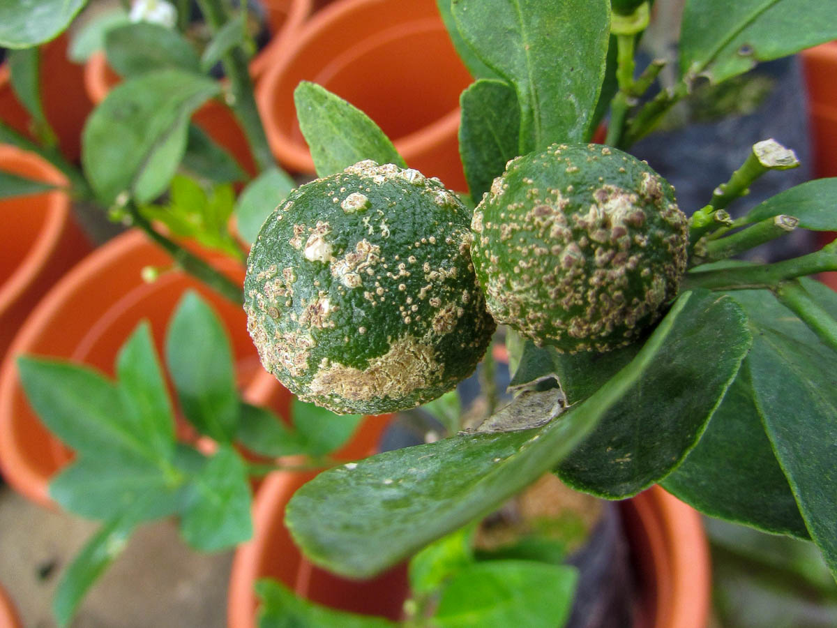 Scale Insects